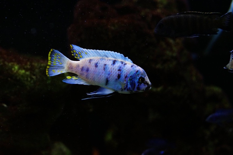 Maylandia zebra 'Chizumulu Island'